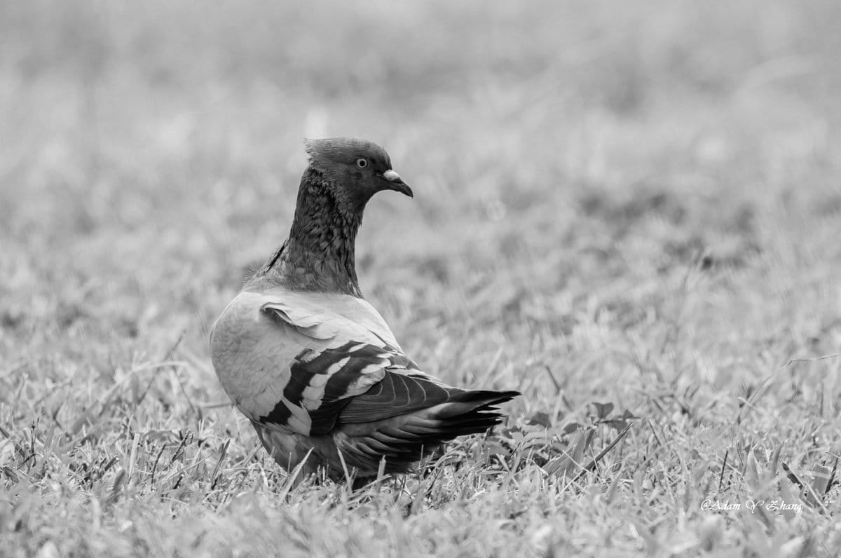 Adam Y Zhang - Attention