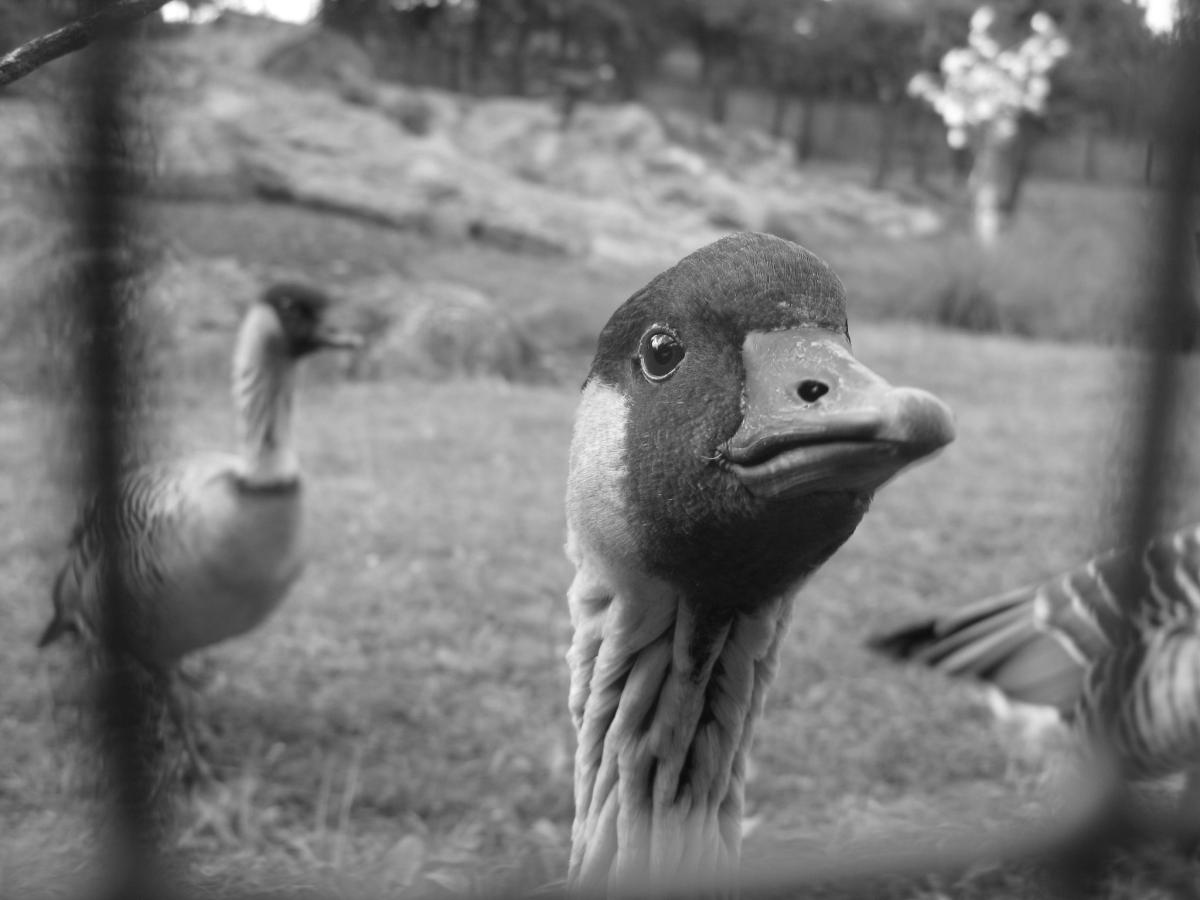 Pat Joyce - Prison Goose