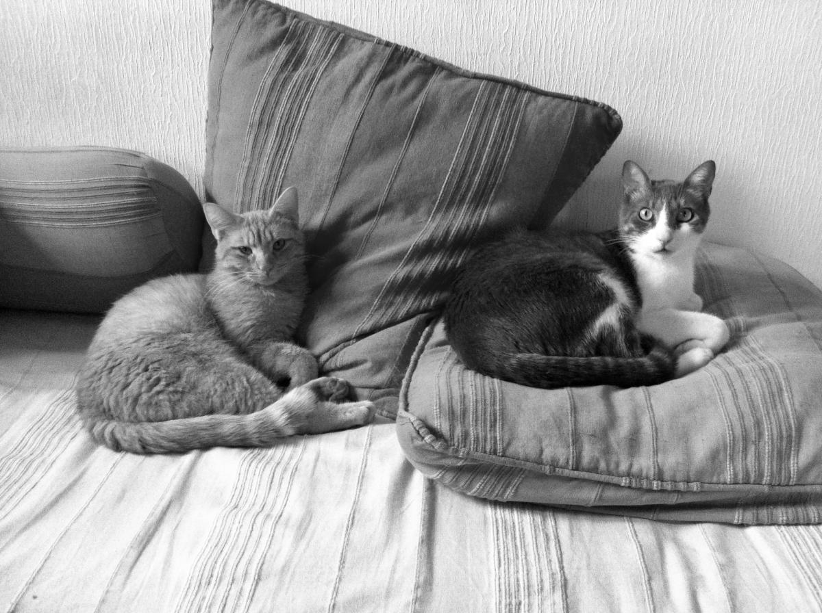 Stephanie Booth - Copycats