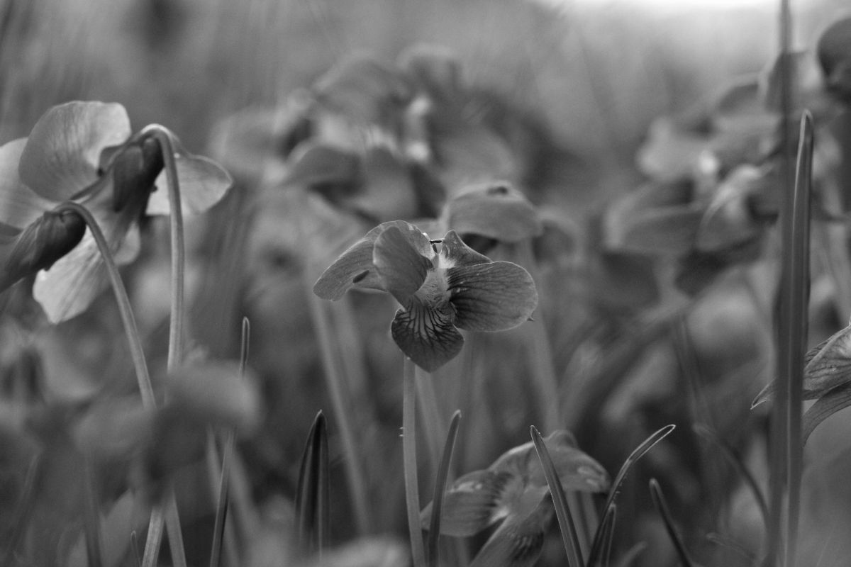 Steve Begin - Flowers
