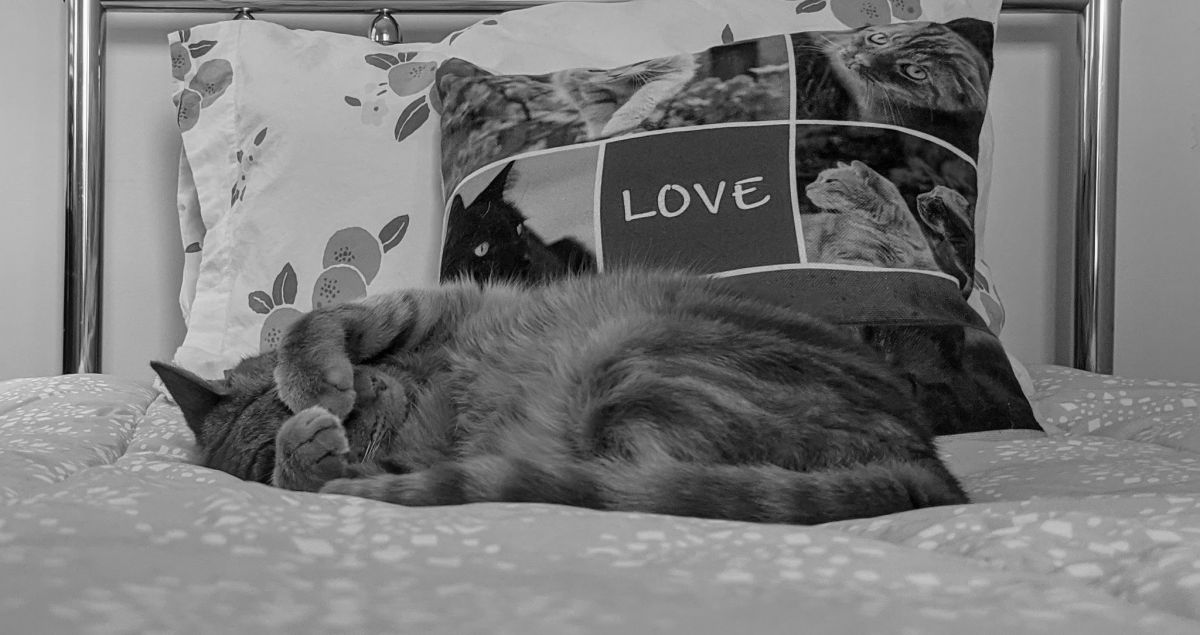 Kerri Lee Smith - Mack's favorite possession - the fluffy comforter