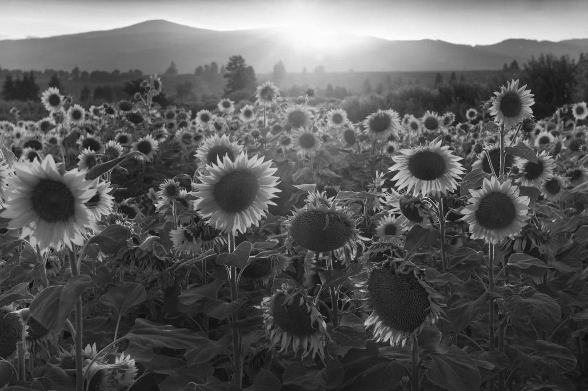 Bonnie Moreland - Sunflowers at the Packer Farm Place, Hood River, Oregon