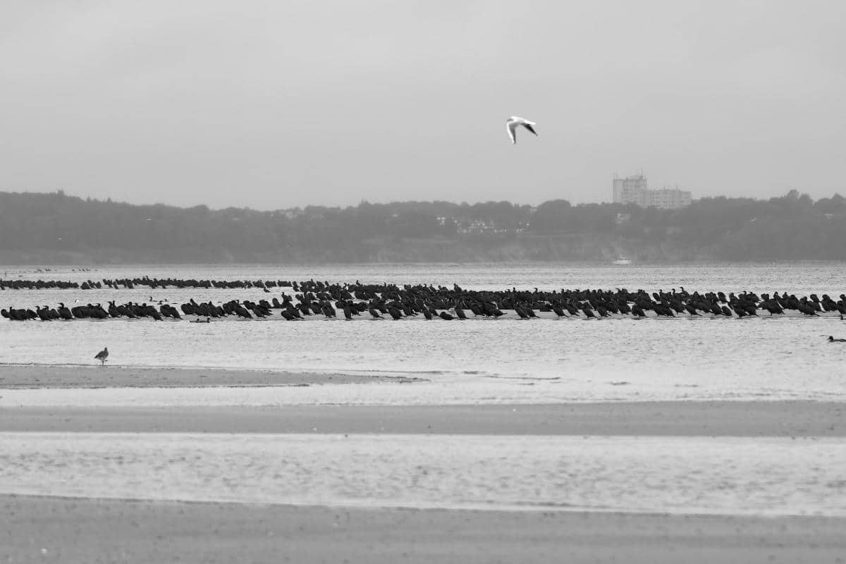 Holger Schramm - crowded