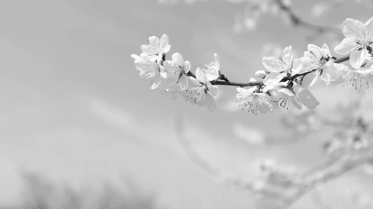 Chloe Chen - All Nations and All Peoples Praise Almighty God