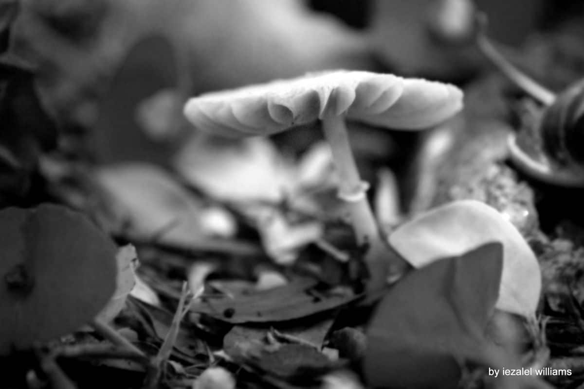 iezalel williams - Fascinating Mushroom IMG_4667-001