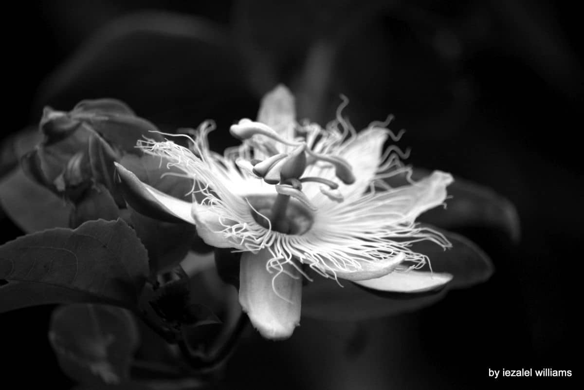iezalel williams - Passion star unit by iezalel williams IMG_5792-004 - Canon EOS 700D