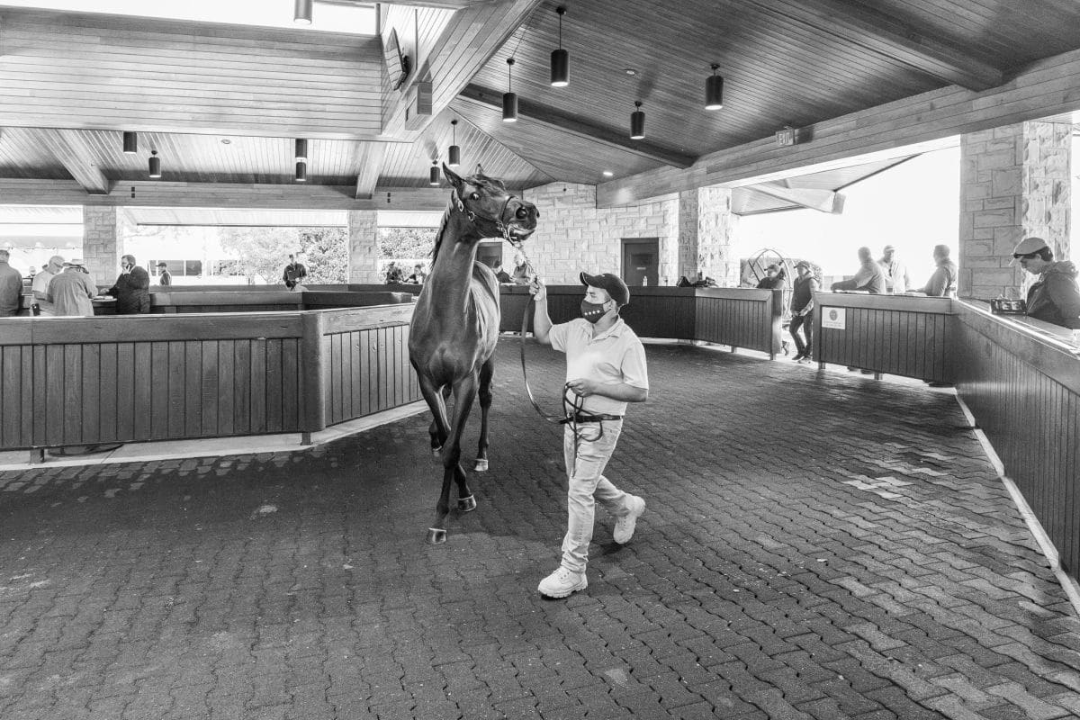 Don Sniegowski - September yearling sales