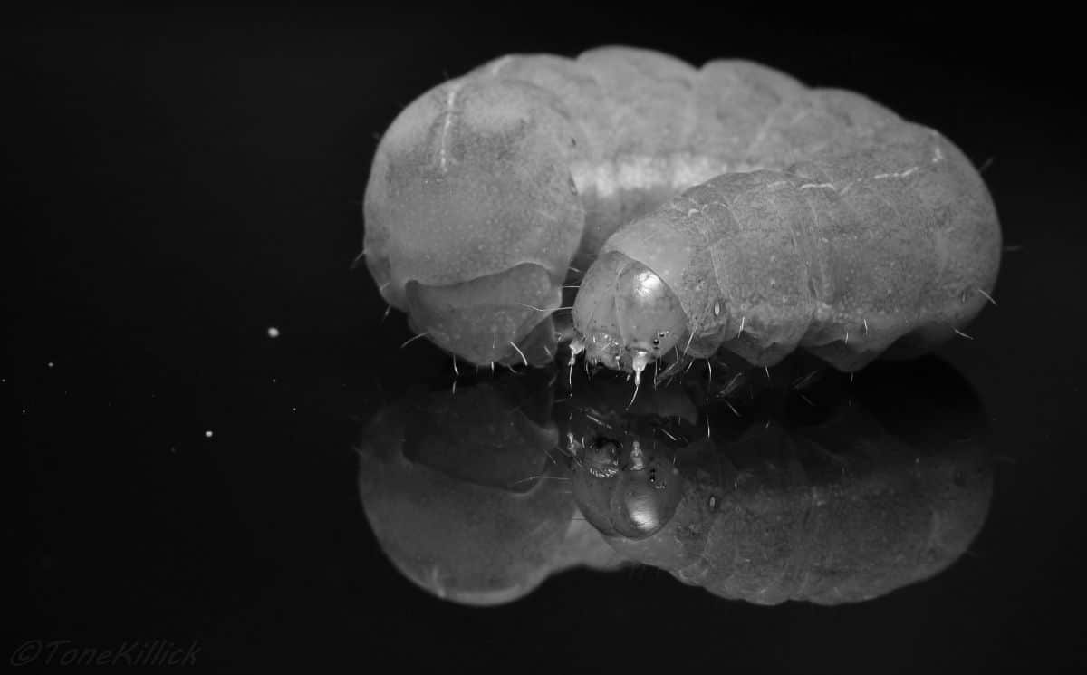 Tone Killick - Angle Shades Moth caterpillar