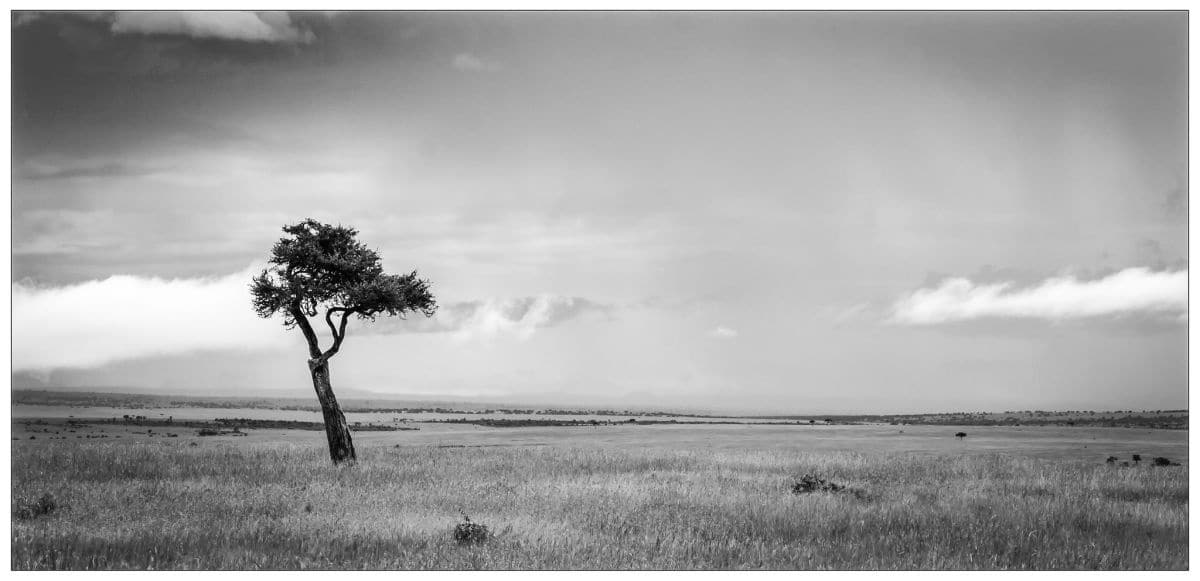 Ralf Κλενγελ - Watching for the next animals - Masai Mara Kenya