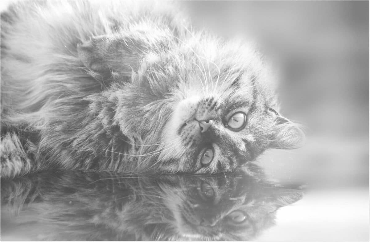 Viola - Lazy saturday ...