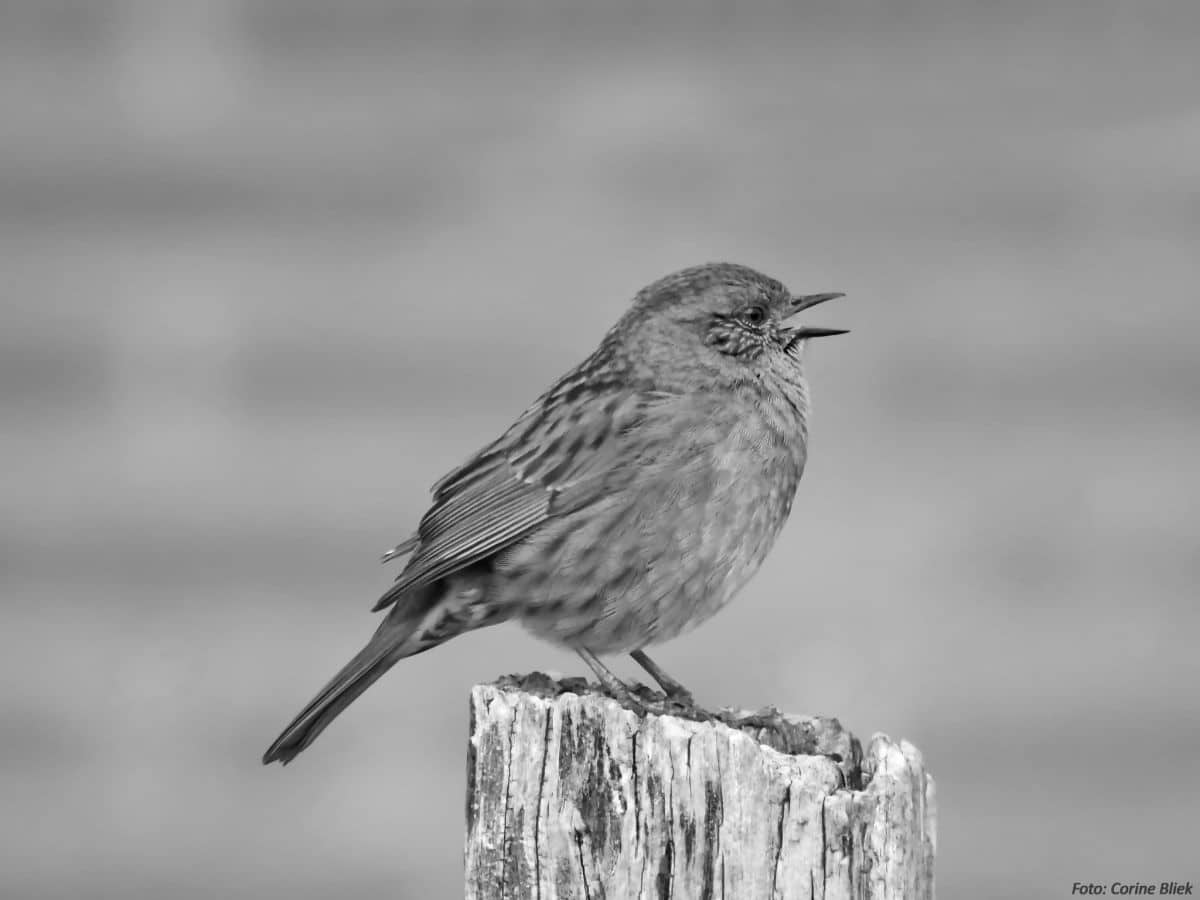Corine Bliek - Dunnock, singing loud and proud