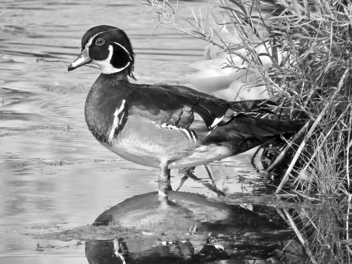 loren chipman - Wood Duck
